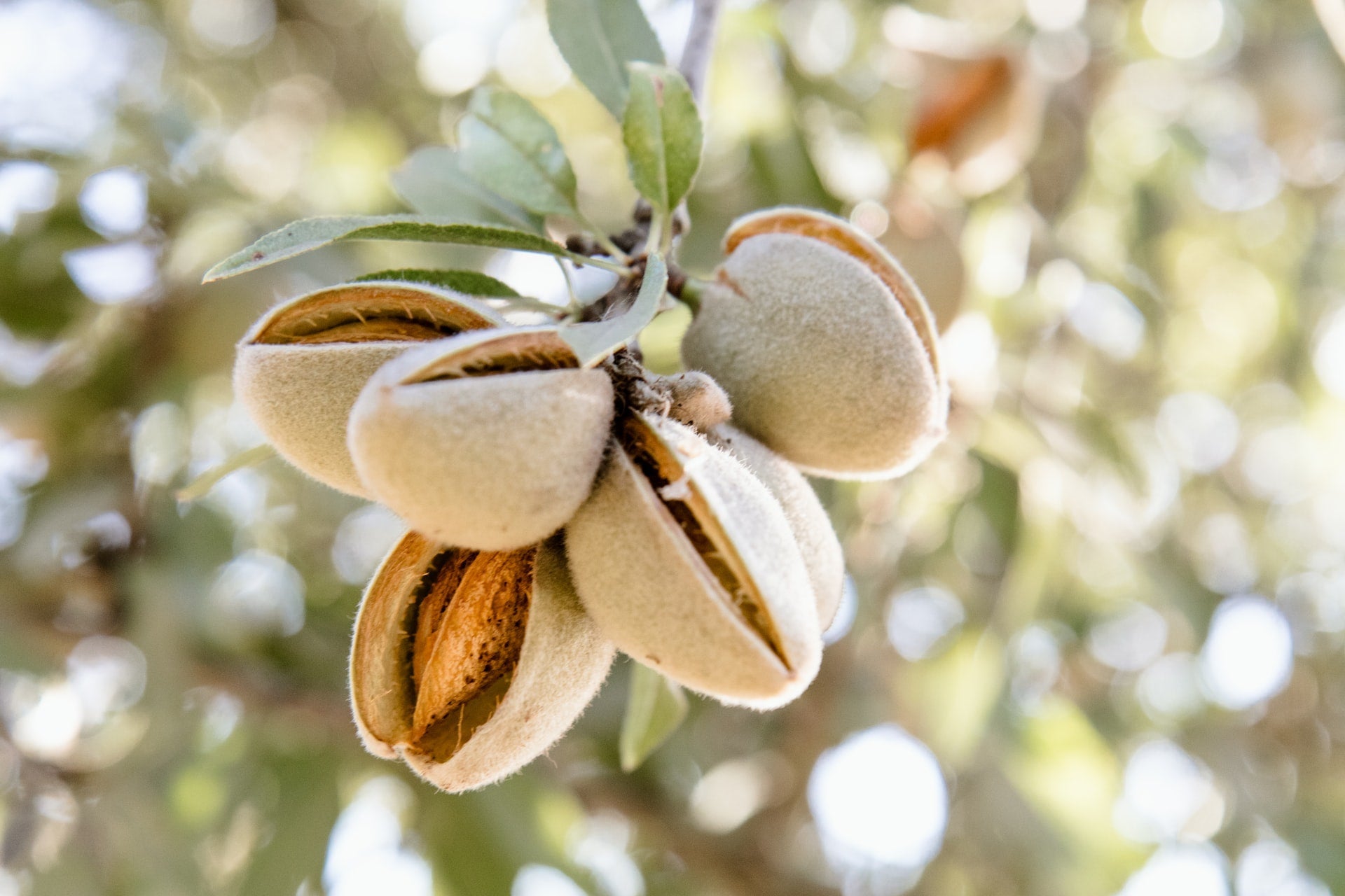 Are Almonds Good For You?