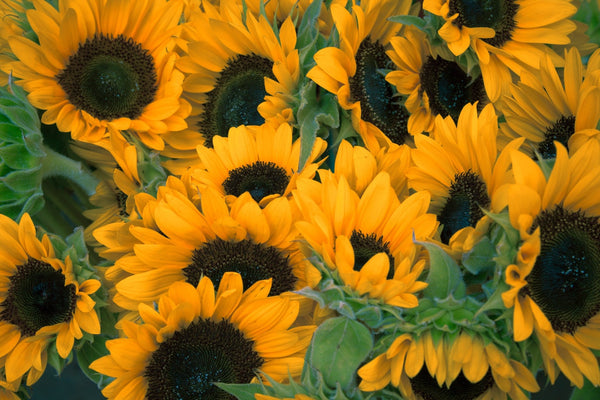 6 Benefits of Sunflower Seeds | Wholefood Earth®