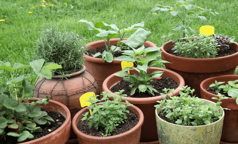9 Plants That Promote Personal Wellness | Wholefood Earth®