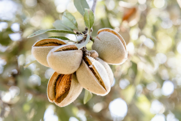Are Almonds Good For You? | Wholefood Earth®