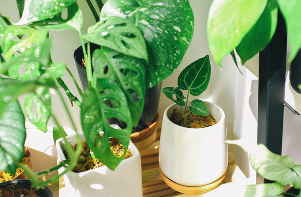 Insecticide for Indoor Plants | Wholefood Earth®