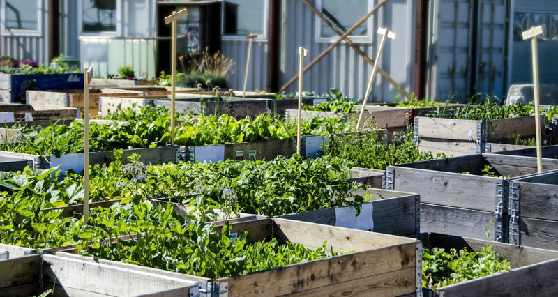 The Benefits of Organic Urban Farming | Wholefood Earth®