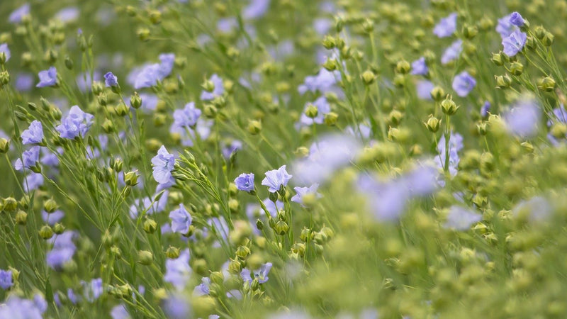 What is Linseed?  | Wholefood Earth®