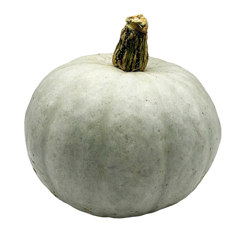 Large Crown Prince Squash
