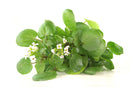 Watercress (Punnet)