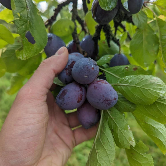 Plum and Pear BBQ Sauce - Fruits of the Forage - 250g