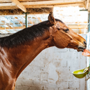 Himalayan Pink Salt Lick