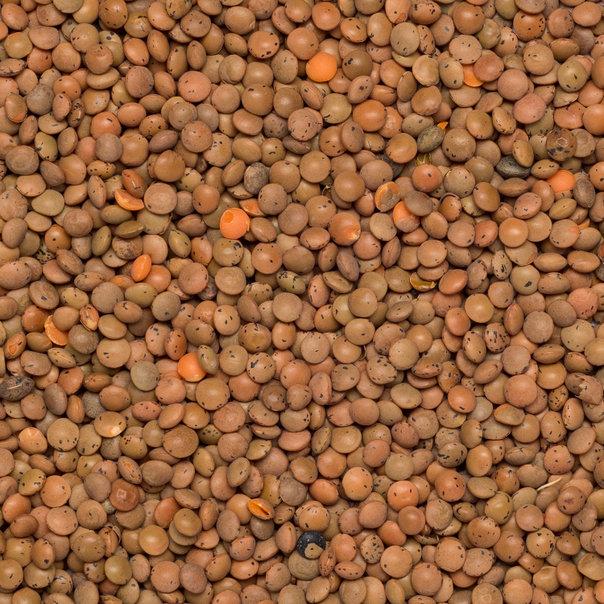 Wholefood Earth: Organic Brown Lentils | GMO Free - Wholefood Earth®