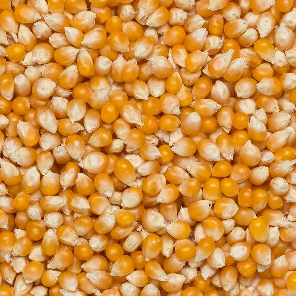 Wholefood Earth: Organic Popping Corn | GMO Free - Wholefood Earth®