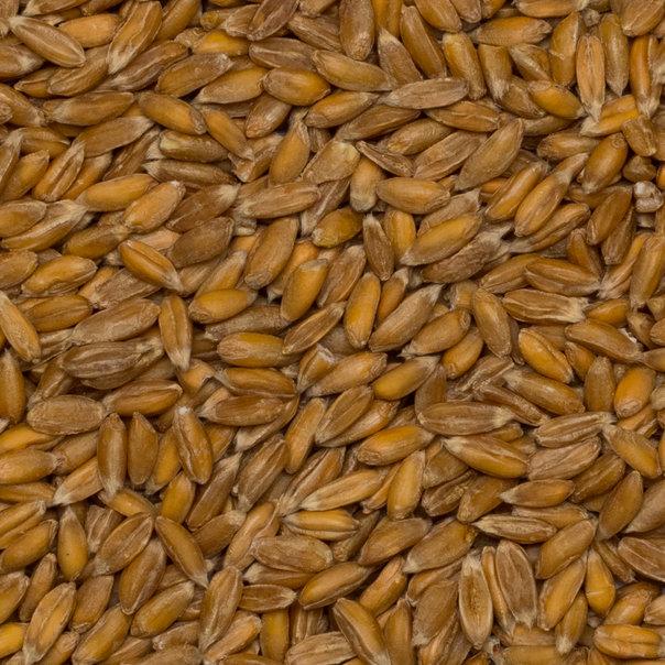 Wholefood Earth: Organic Spelt Grain | GMO Free - Wholefood Earth®